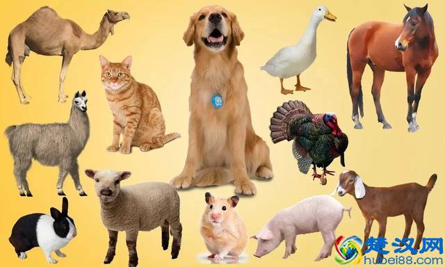 “六畜”都是从哪儿来的？