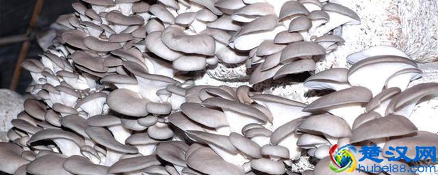 在温室大棚当中种植这些作物，简单利润又可观