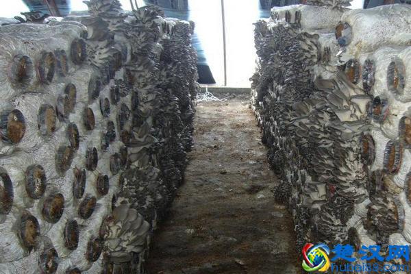 在温室大棚当中种植这些作物，简单利润又可观