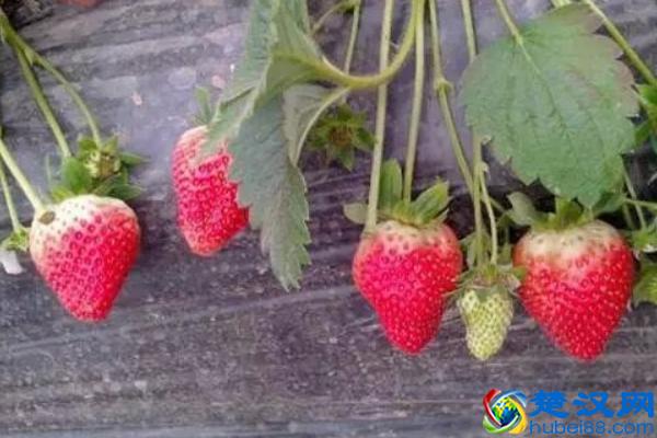 在温室大棚当中种植这些作物，简单利润又可观