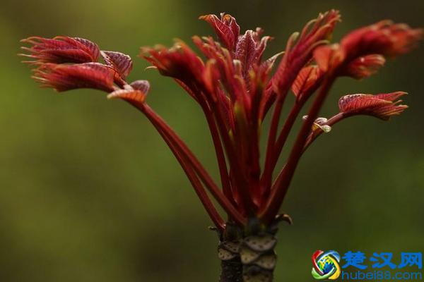 在温室大棚当中种植这些作物，简单利润又可观