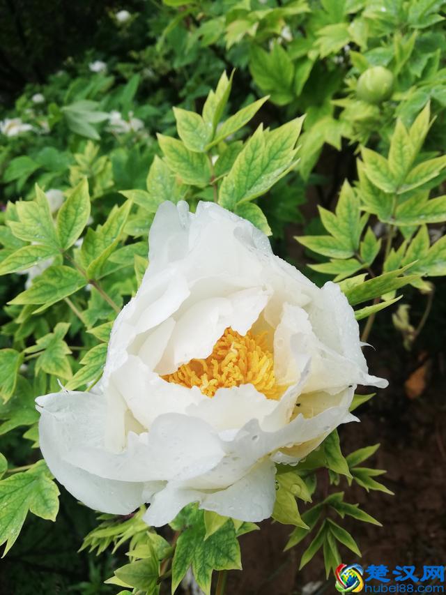 洛阳牡丹花似锦，百媚千娇倾人心