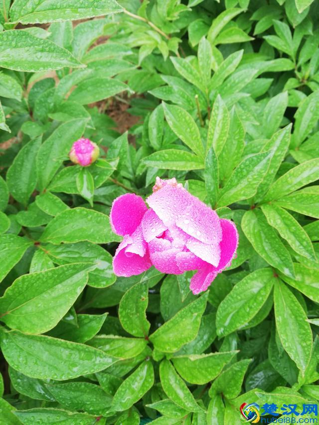 洛阳牡丹花似锦，百媚千娇倾人心