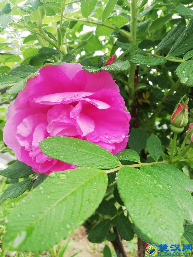 洛阳牡丹花似锦，百媚千娇倾人心