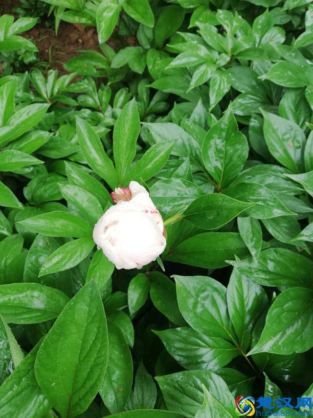 洛阳牡丹花似锦，百媚千娇倾人心