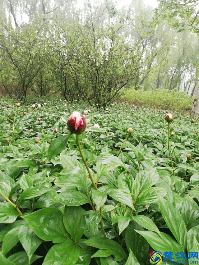 洛阳牡丹花似锦，百媚千娇倾人心