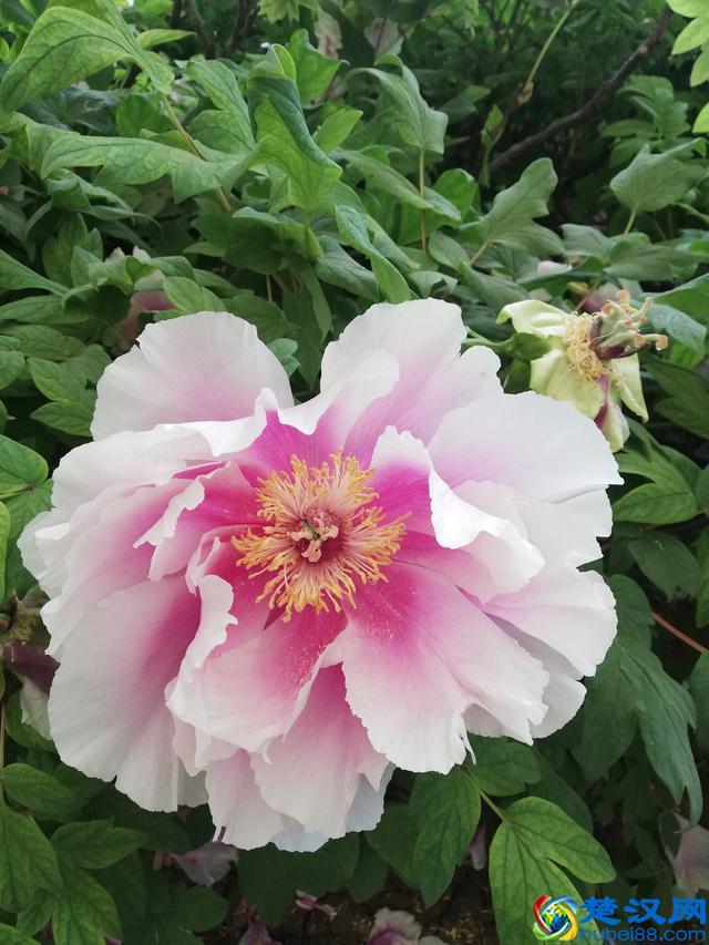 洛阳牡丹花似锦，百媚千娇倾人心