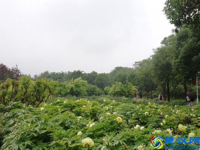 洛阳牡丹花似锦，百媚千娇倾人心