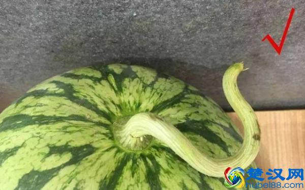 西瓜甜不甜？四步挑选窍门在这里，轻松挑到又大又甜的好西瓜