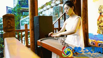 川西坝子，你值得拥有！