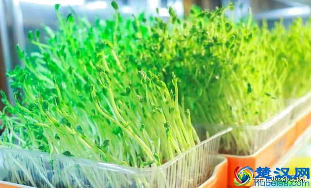 川西坝子，你值得拥有！