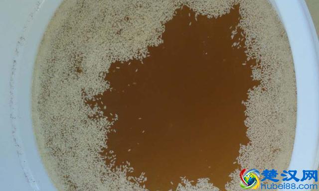 夏季用酿白酒设备做生料酿酒注意这6点，口感好到爆！