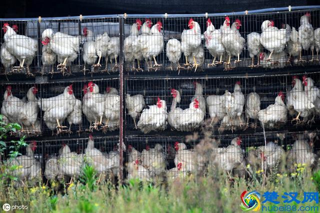 家禽养殖用药做到这7点，钱花得少，病也好得快