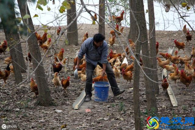 家禽养殖用药做到这7点，钱花得少，病也好得快