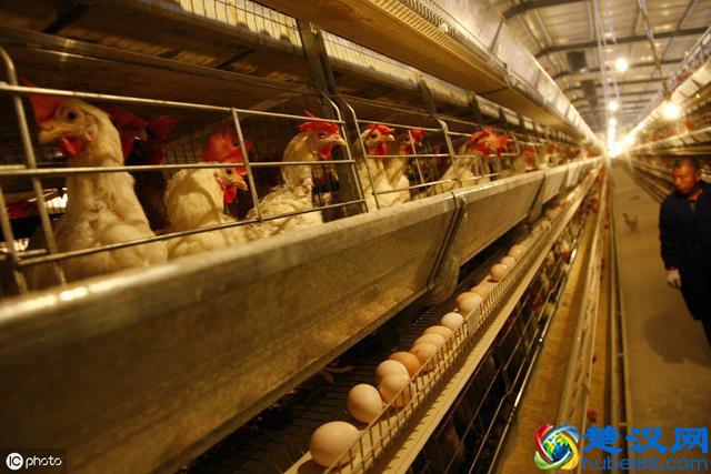 家禽养殖用药做到这7点，钱花得少，病也好得快