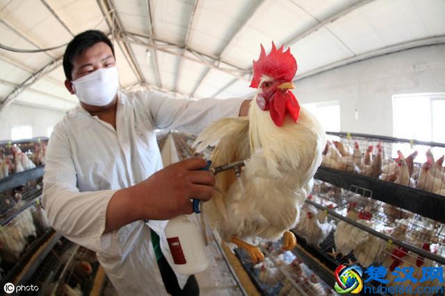 家禽养殖用药做到这7点，钱花得少，病也好得快
