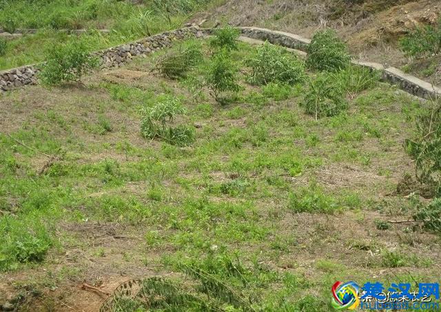 台风来了，你的果园准备好了吗？