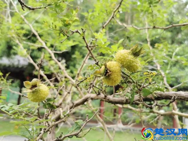 这是什么神仙饮料，让我在35℃的广州都没在怕