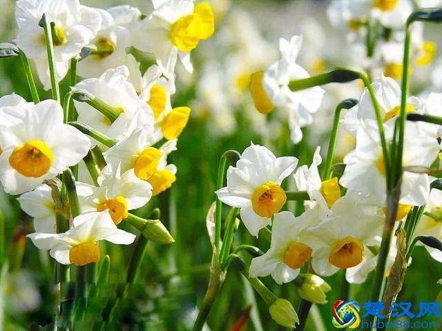 十二个月份的时令花，个个娇艳动人，原来守护你的就是它！