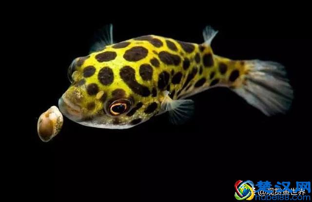 可爱的潜水艇鱼吃什么？怎么养