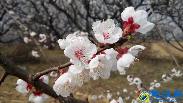 十二个月份的时令花，个个娇艳动人，原来守护你的就是它！