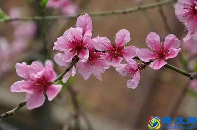 十二个月份的时令花，个个娇艳动人，原来守护你的就是它！