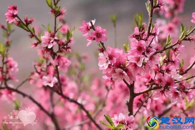 十二个月份的时令花，个个娇艳动人，原来守护你的就是它！