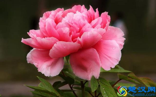 十二个月份的时令花，个个娇艳动人，原来守护你的就是它！