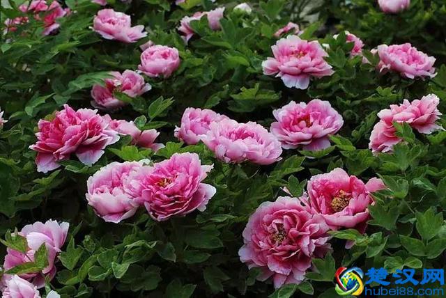 十二个月份的时令花，个个娇艳动人，原来守护你的就是它！