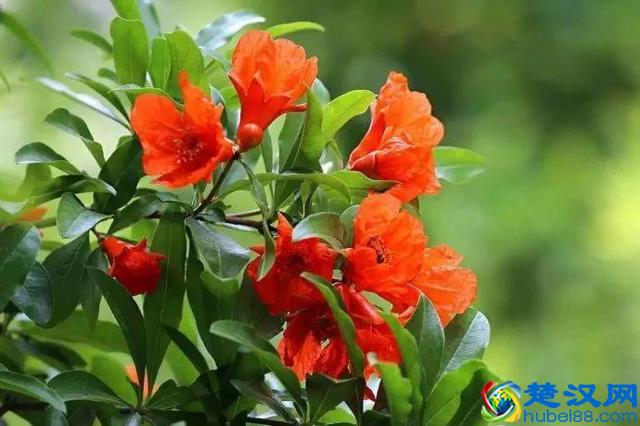十二个月份的时令花，个个娇艳动人，原来守护你的就是它！