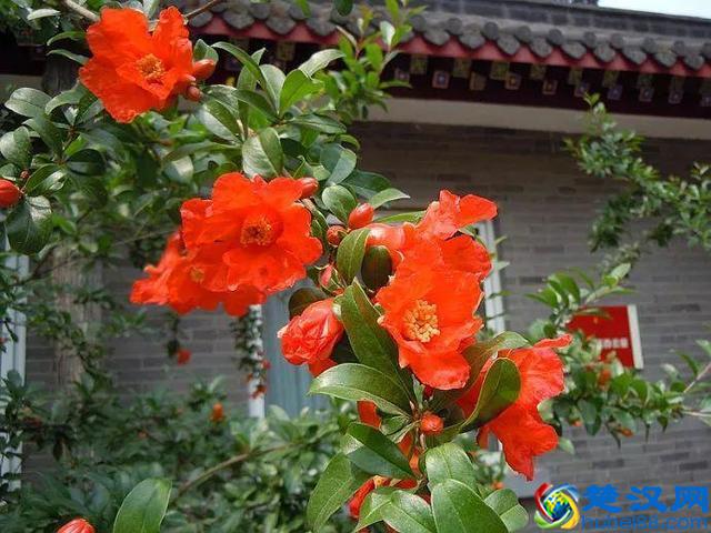 十二个月份的时令花，个个娇艳动人，原来守护你的就是它！