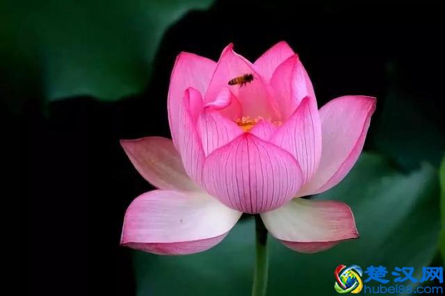 十二个月份的时令花，个个娇艳动人，原来守护你的就是它！