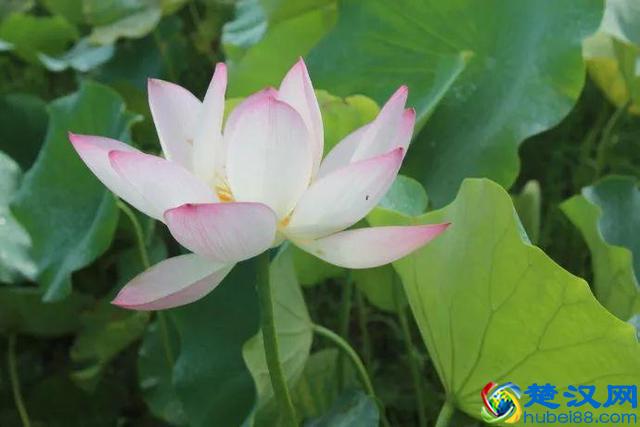 十二个月份的时令花，个个娇艳动人，原来守护你的就是它！