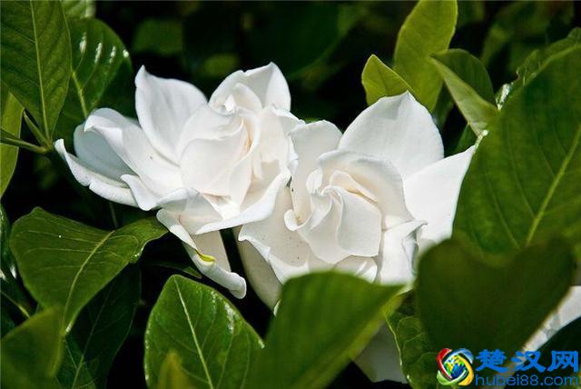 十二个月份的时令花，个个娇艳动人，原来守护你的就是它！