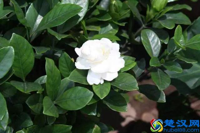 十二个月份的时令花，个个娇艳动人，原来守护你的就是它！