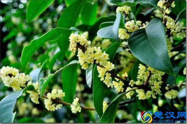 十二个月份的时令花，个个娇艳动人，原来守护你的就是它！