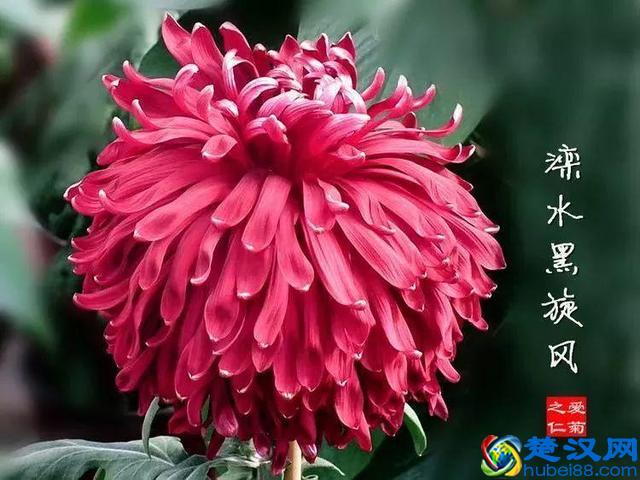 十二个月份的时令花，个个娇艳动人，原来守护你的就是它！