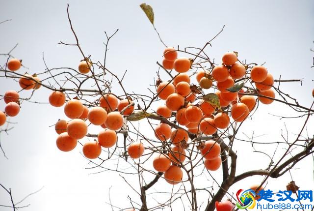 教你这几招柿子催熟小妙招，再也不怕柿子涩口了，个个又红又甜