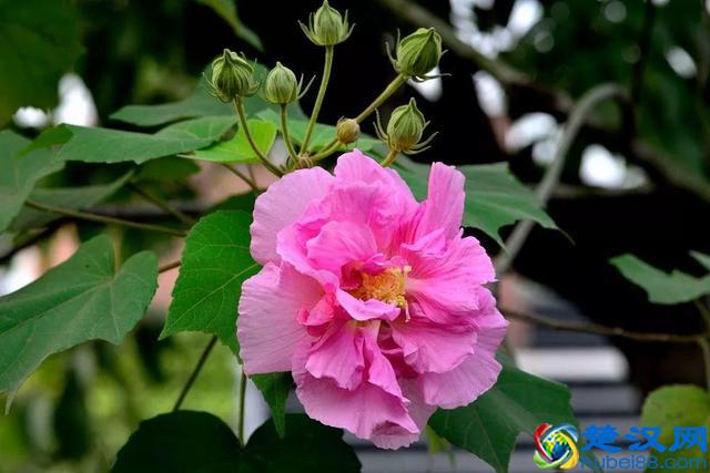 十二个月份的时令花，个个娇艳动人，原来守护你的就是它！