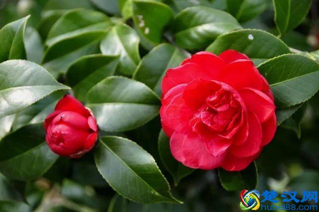 十二个月份的时令花，个个娇艳动人，原来守护你的就是它！