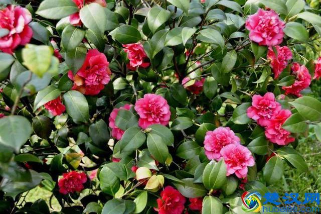 十二个月份的时令花，个个娇艳动人，原来守护你的就是它！