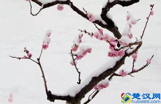 十二个月份的时令花，个个娇艳动人，原来守护你的就是它！