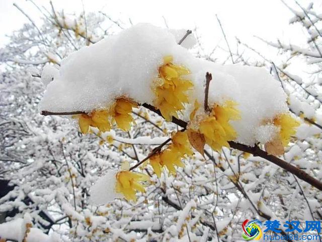 十二个月份的时令花，个个娇艳动人，原来守护你的就是它！