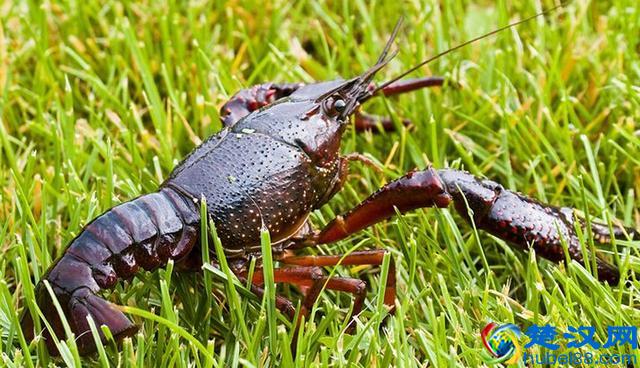 龙虾养殖的风险有哪些？在哪里？为什么大部分会失败呢？