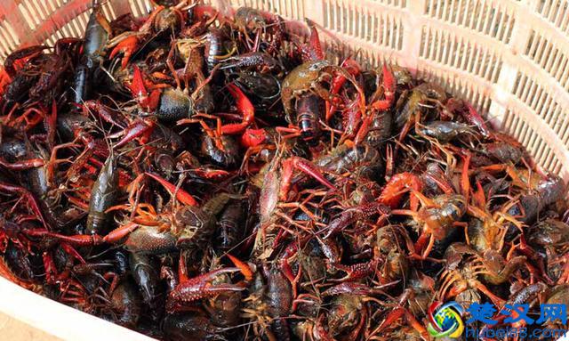 龙虾养殖的风险有哪些？在哪里？为什么大部分会失败呢？