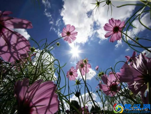 父爱如山，父亲是一个家庭的顶梁柱