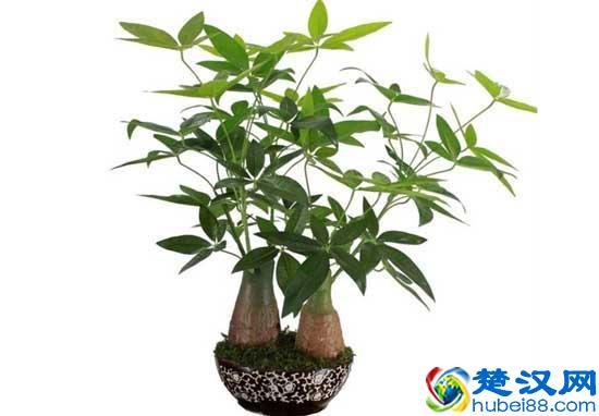 哪些植物能招财？5种旺财植物推荐