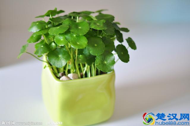 哪些植物能招财？5种旺财植物推荐