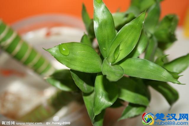 哪些植物能招财？5种旺财植物推荐