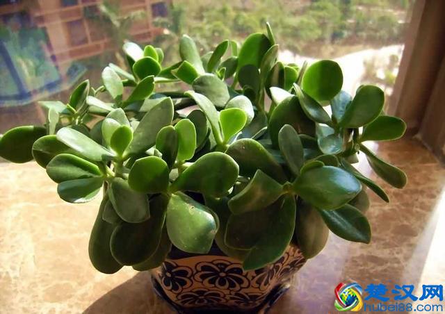 哪些植物能招财？5种旺财植物推荐